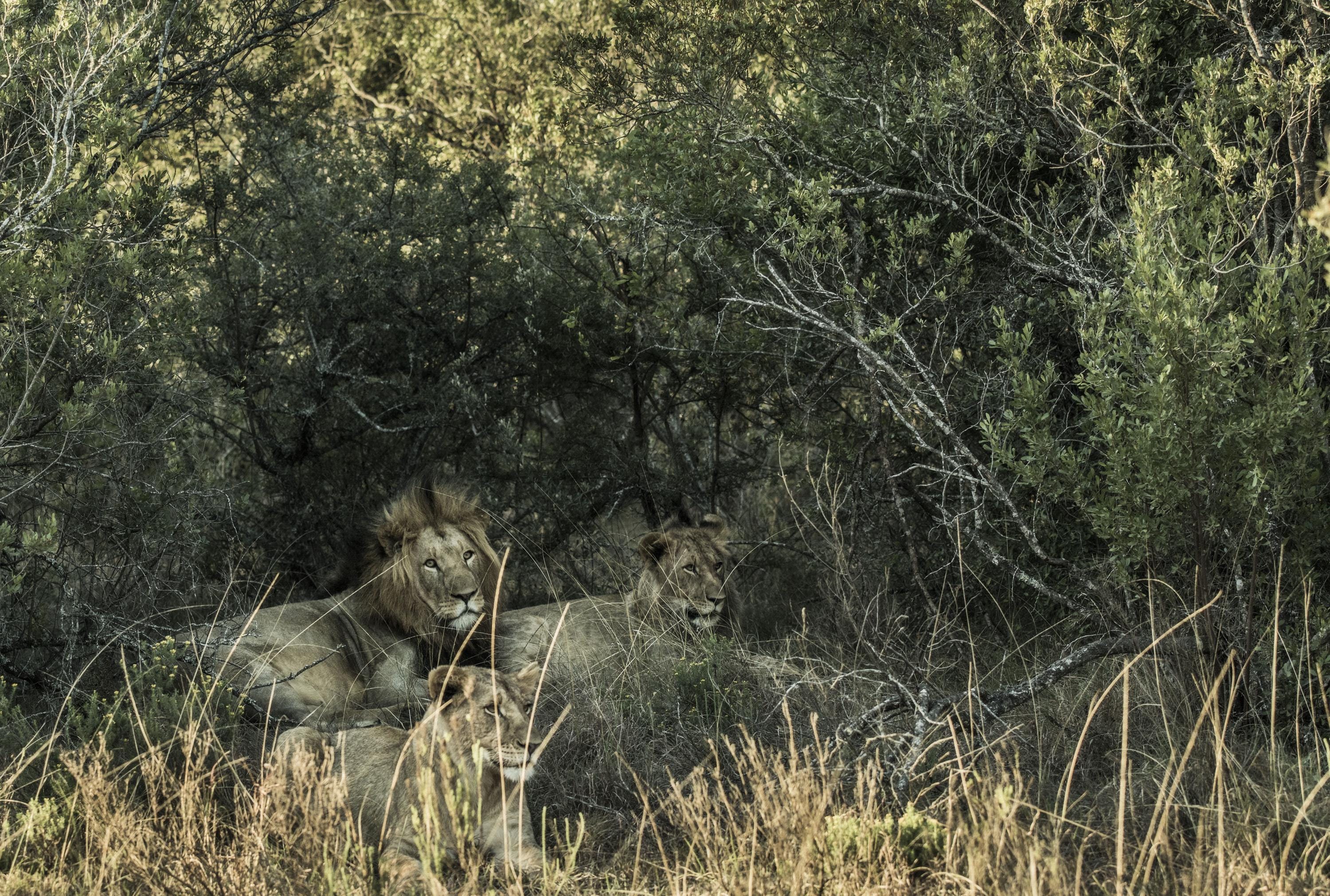 The Watchful Pride – Limited Edition of 100 Fine Art Photograph