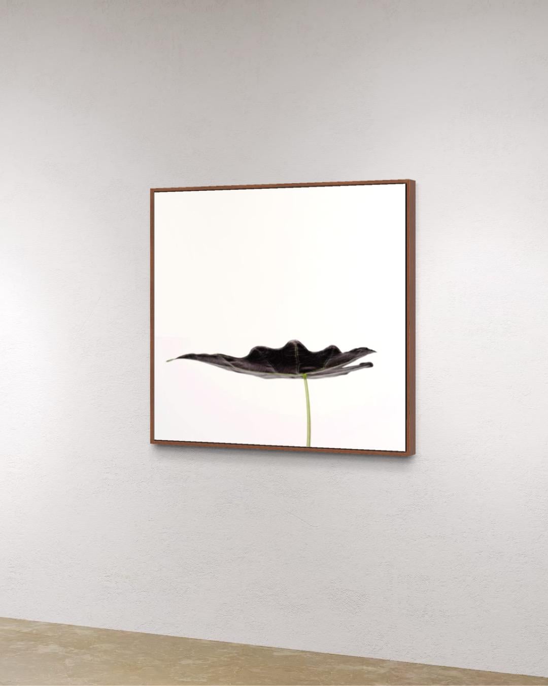 Contemporary Botanical Art – Minimalist Leaf Photography Print – Limited Edition of 100