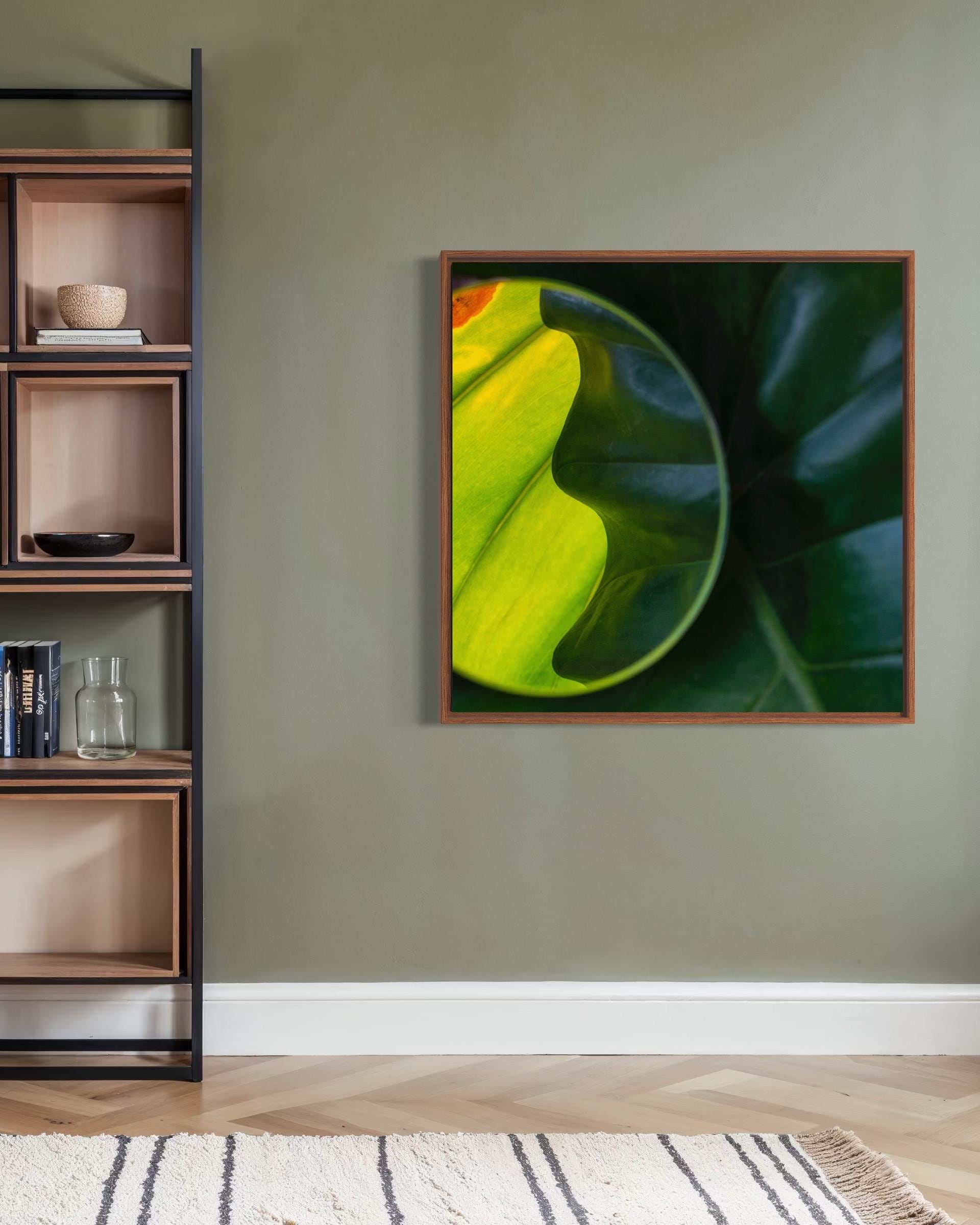 Green Leaf Fine Art Print – Limited Edition of 100