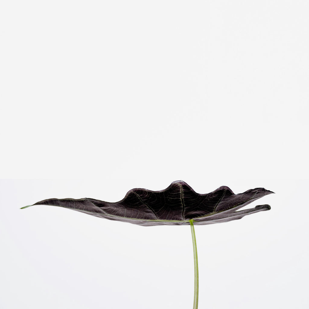 Contemporary Botanical Art – Minimalist Leaf Photography Print – Limited Edition of 100