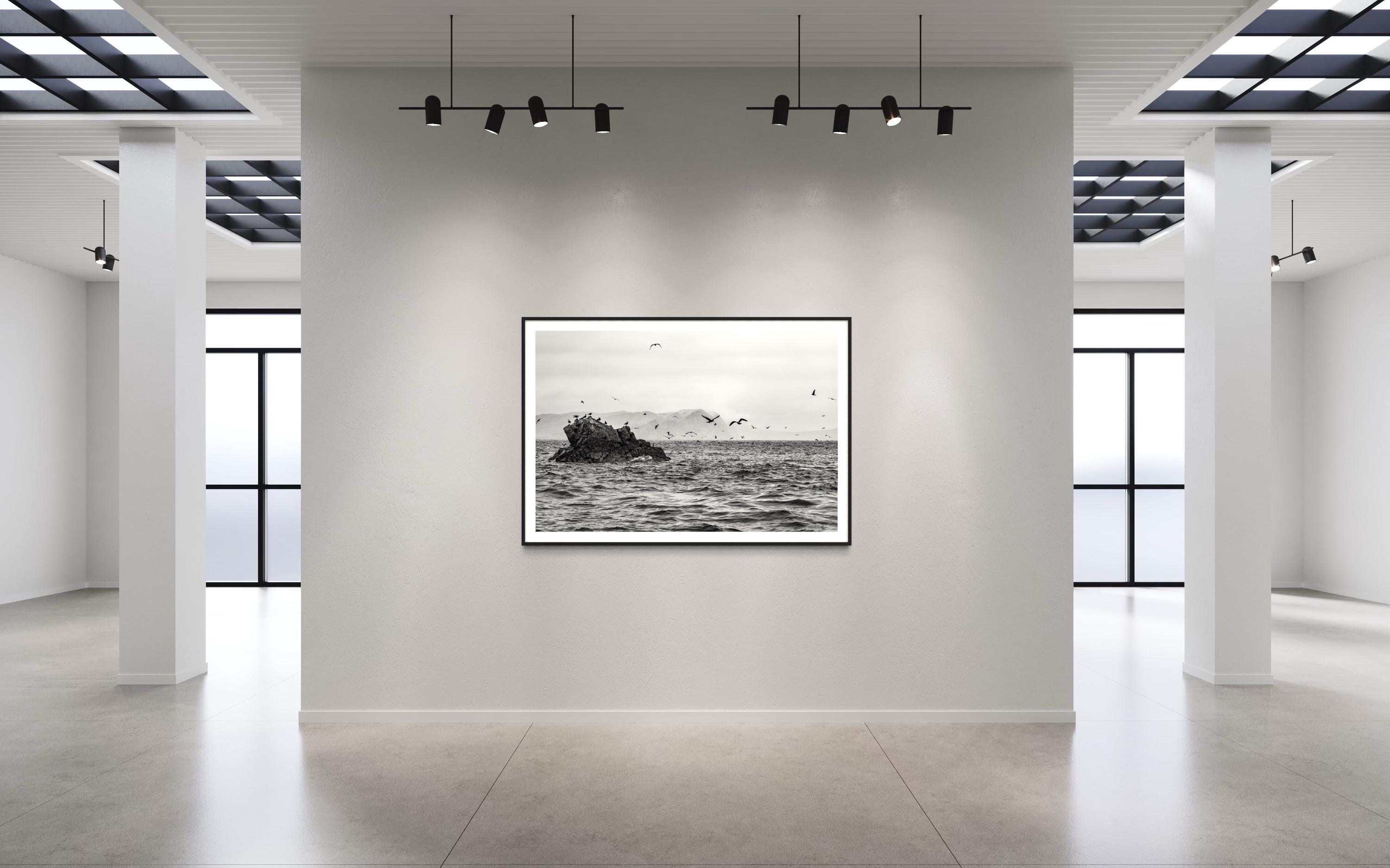 Seabirds in Flight – Black and White Fine Art Print  - Limited Edition of 100