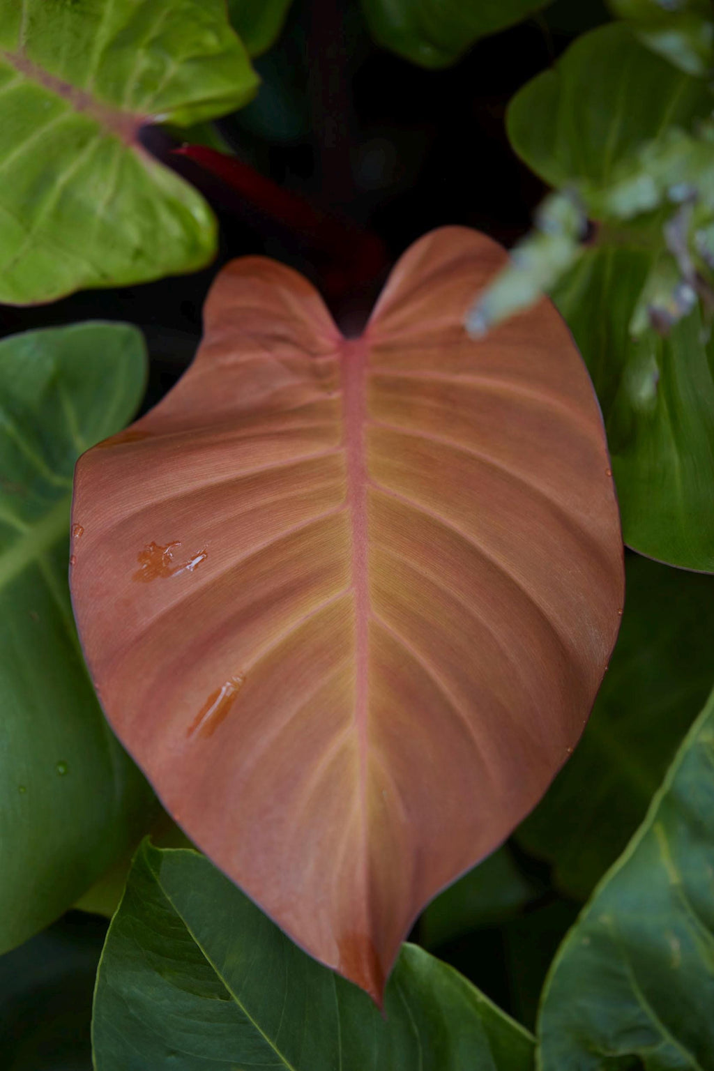 Tropical Leaf Fine Art Print – Limited Edition of 100