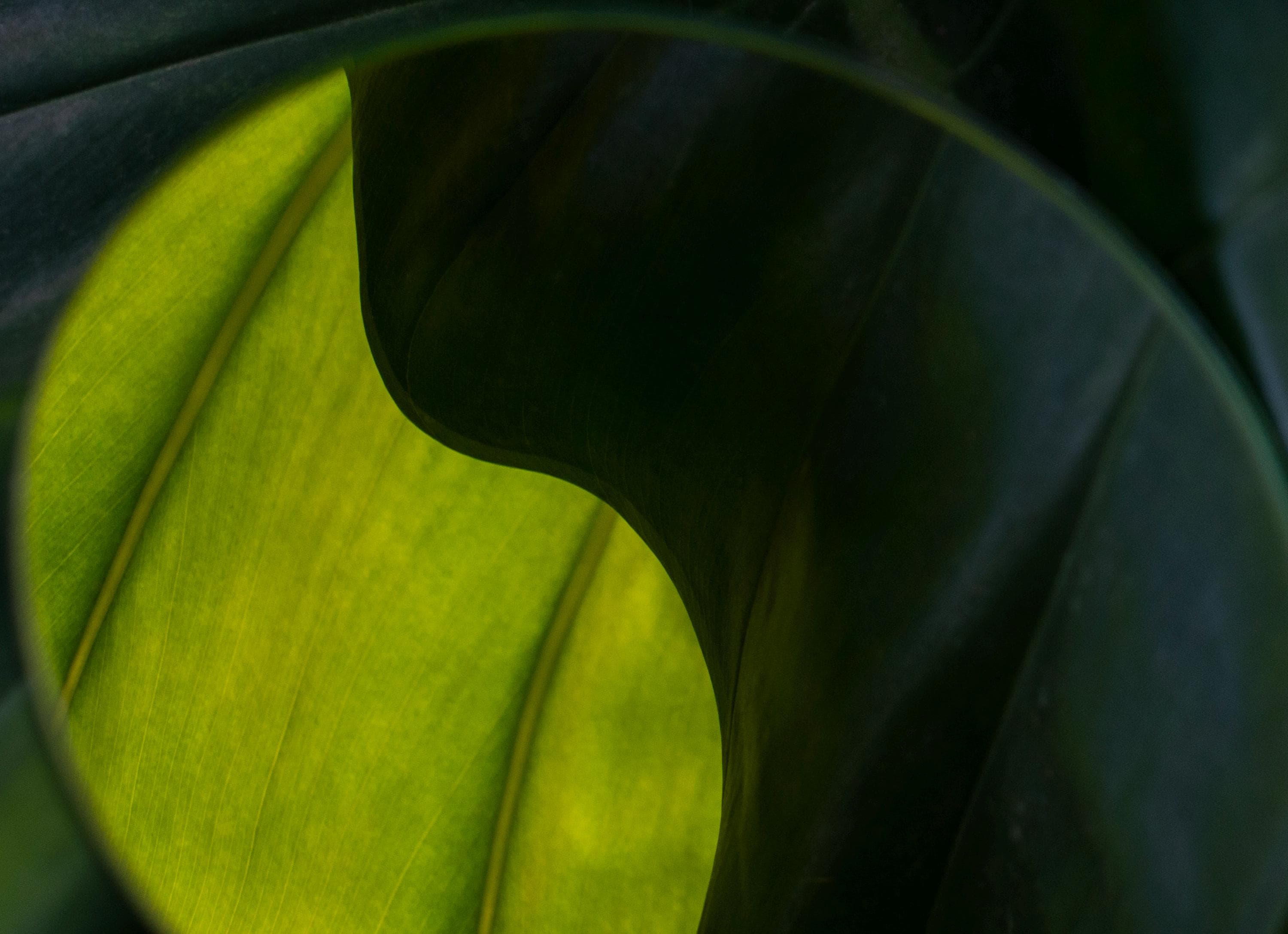 Green Abstraction – Fine Art Print, Limited Edition of 100