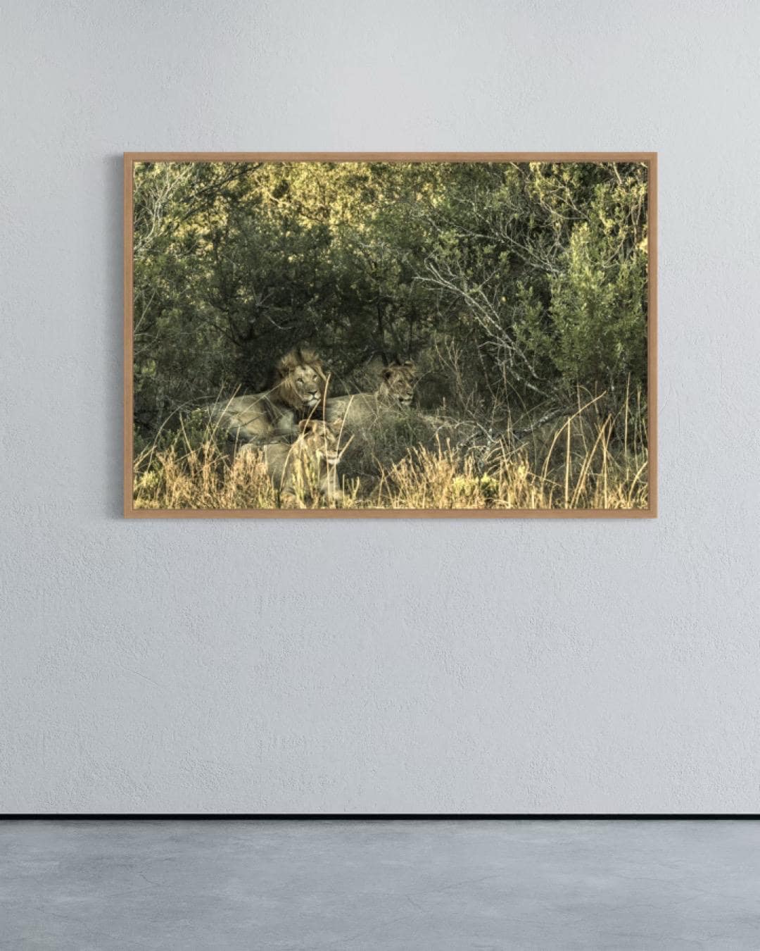 The Watchful Pride – Limited Edition of 100 Fine Art Photograph