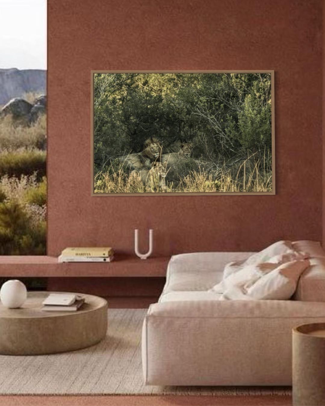 The Watchful Pride – Limited Edition of 100 Fine Art Photograph