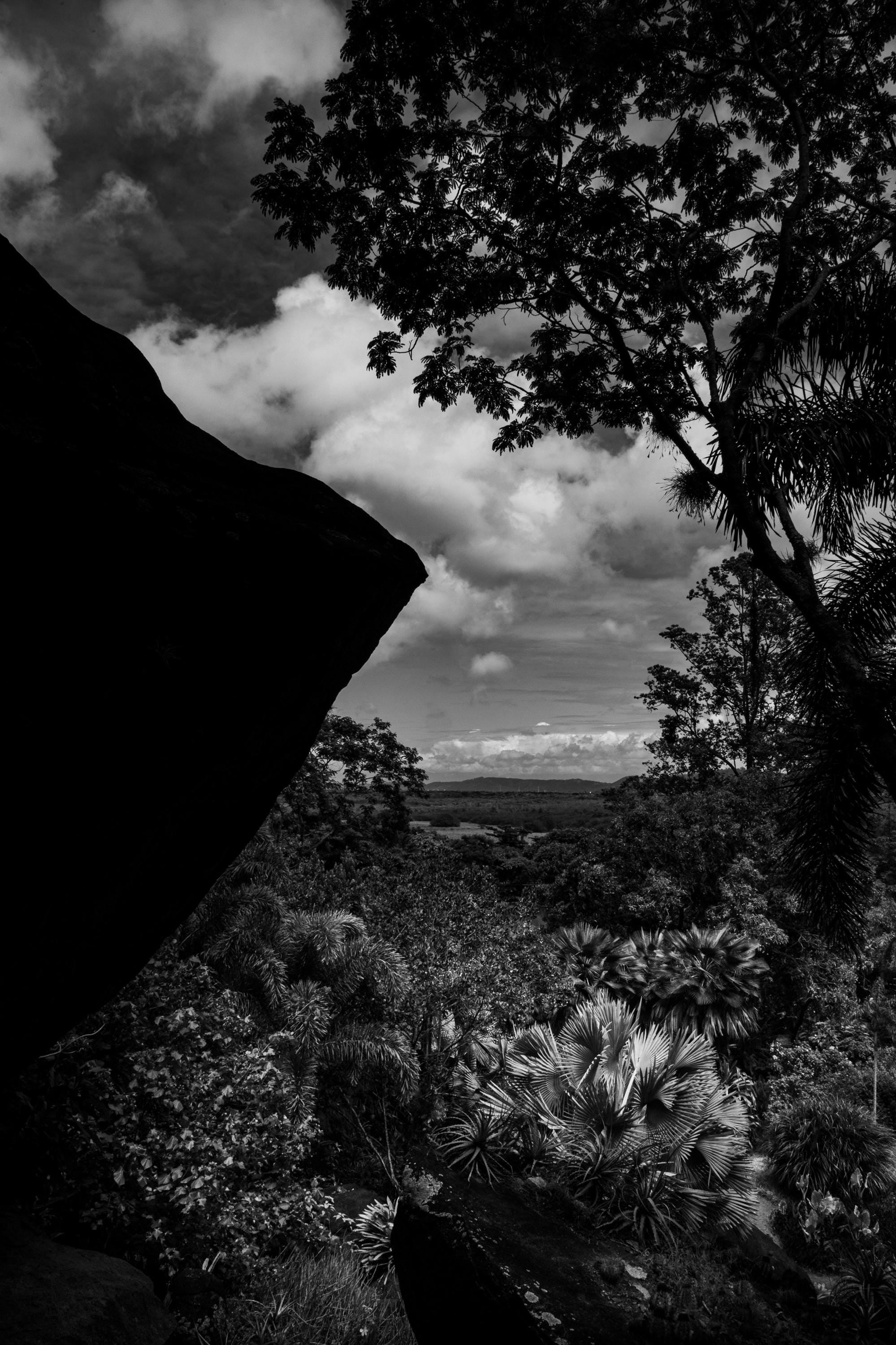 Tropical Light and Shadow – Black and White Fine Art Photography, Limited Edition of 100