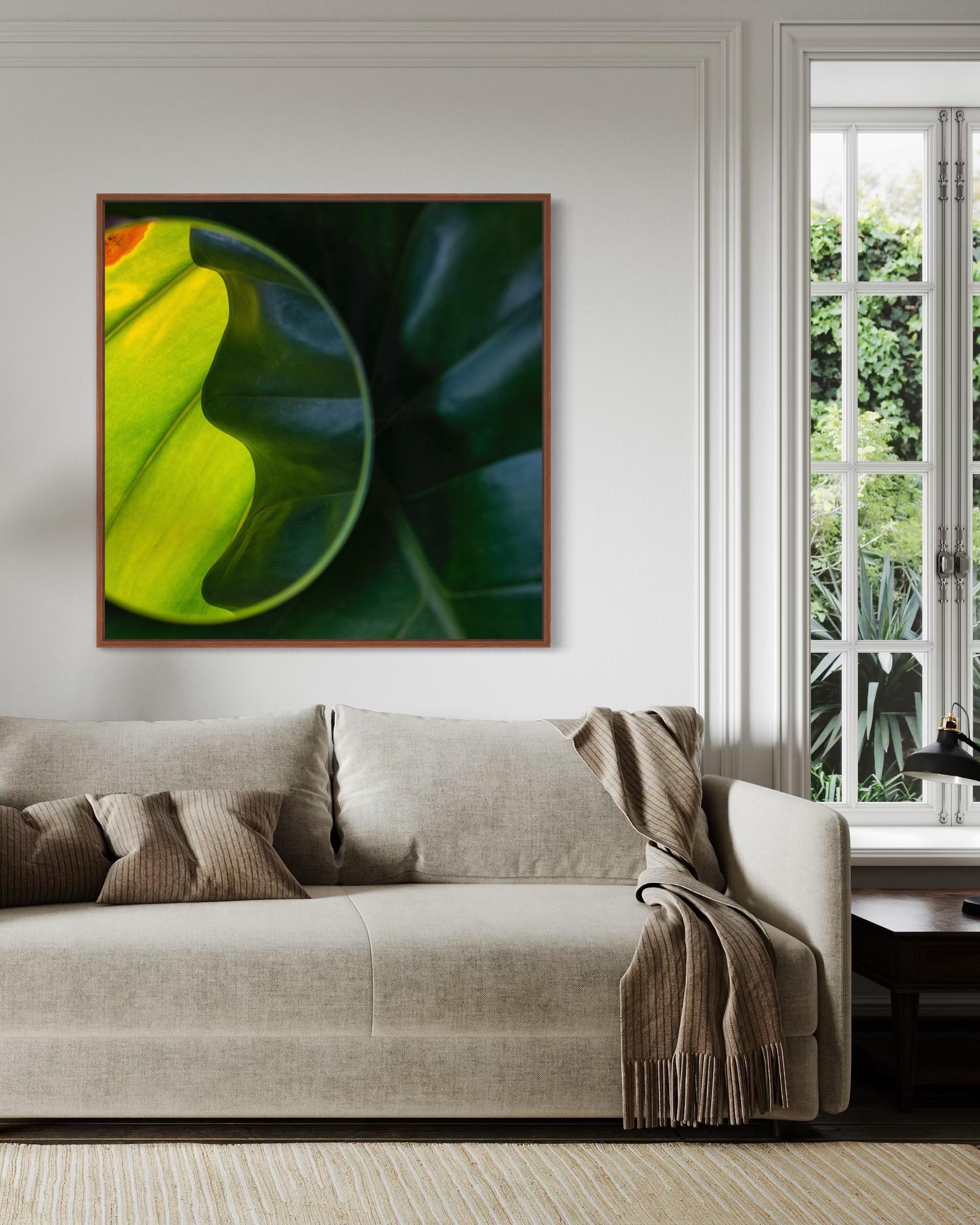 Green Leaf Fine Art Print – Limited Edition of 100