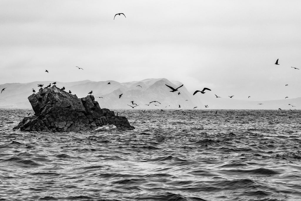Seabirds in Flight – Black and White Fine Art Print  - Limited Edition of 100