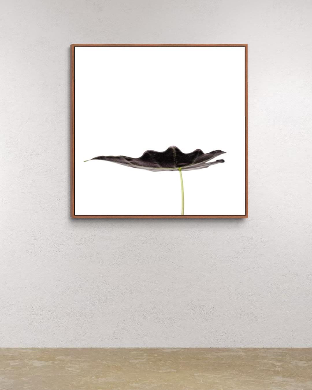 Contemporary Botanical Art – Minimalist Leaf Photography Print – Limited Edition of 100